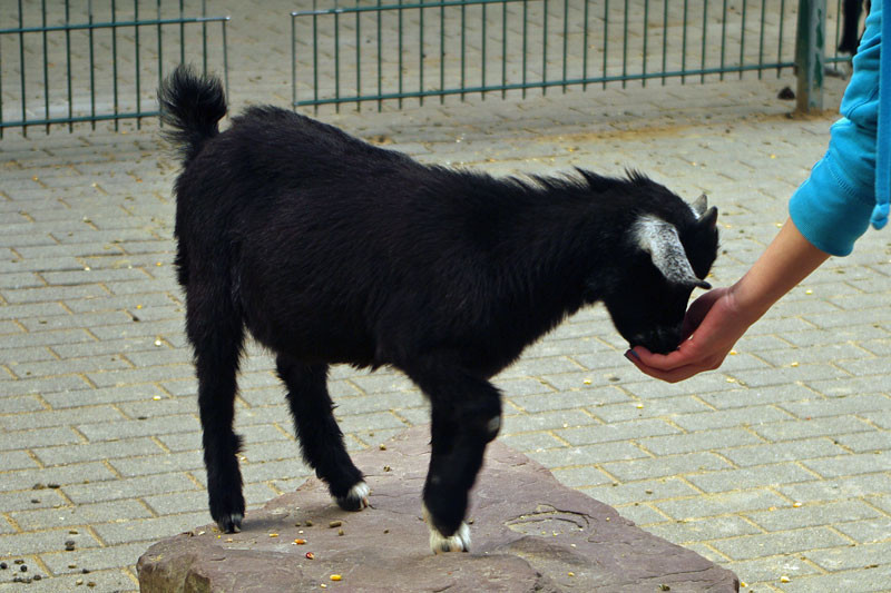 Foto: Seliester Schwarz