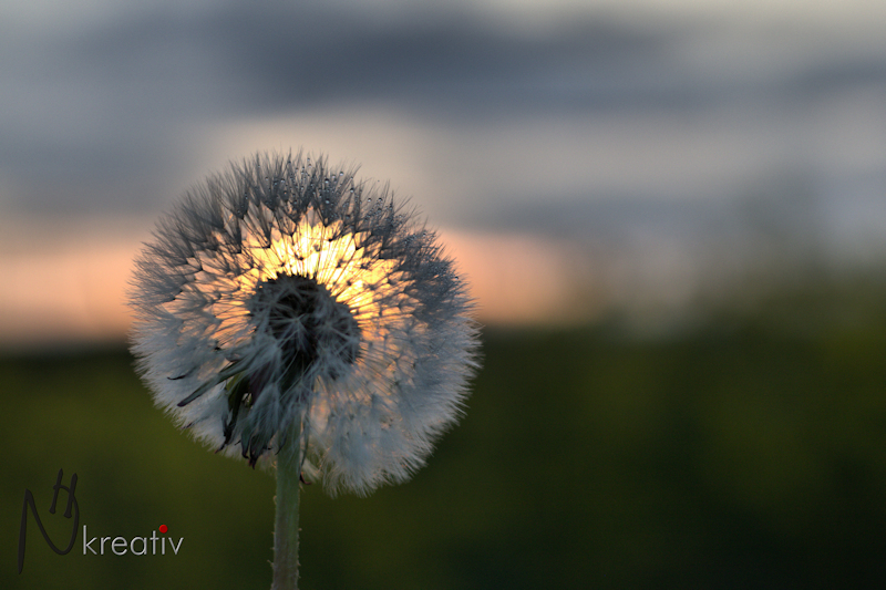 Pusteblume