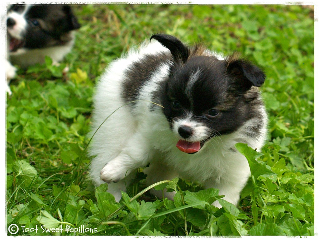 Toot Sweet´s Bonsai Bombshell, 7 Wochen / weeks