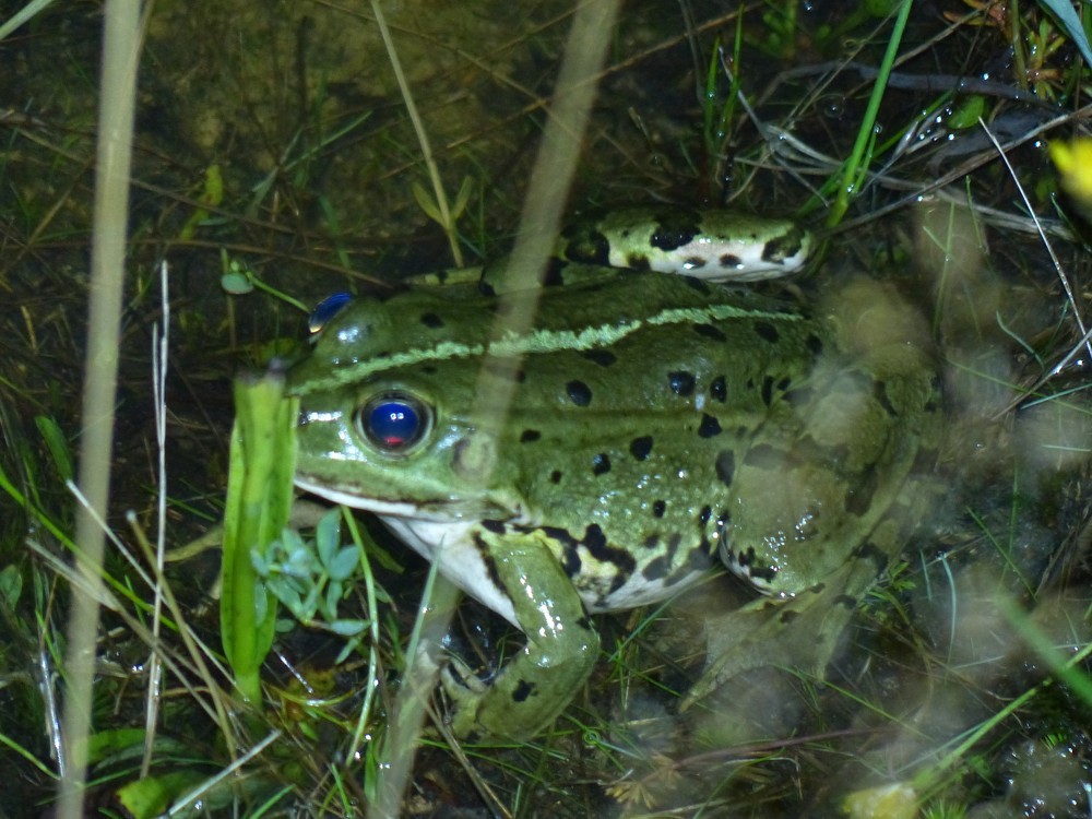 Grünfrosch am Teichrand