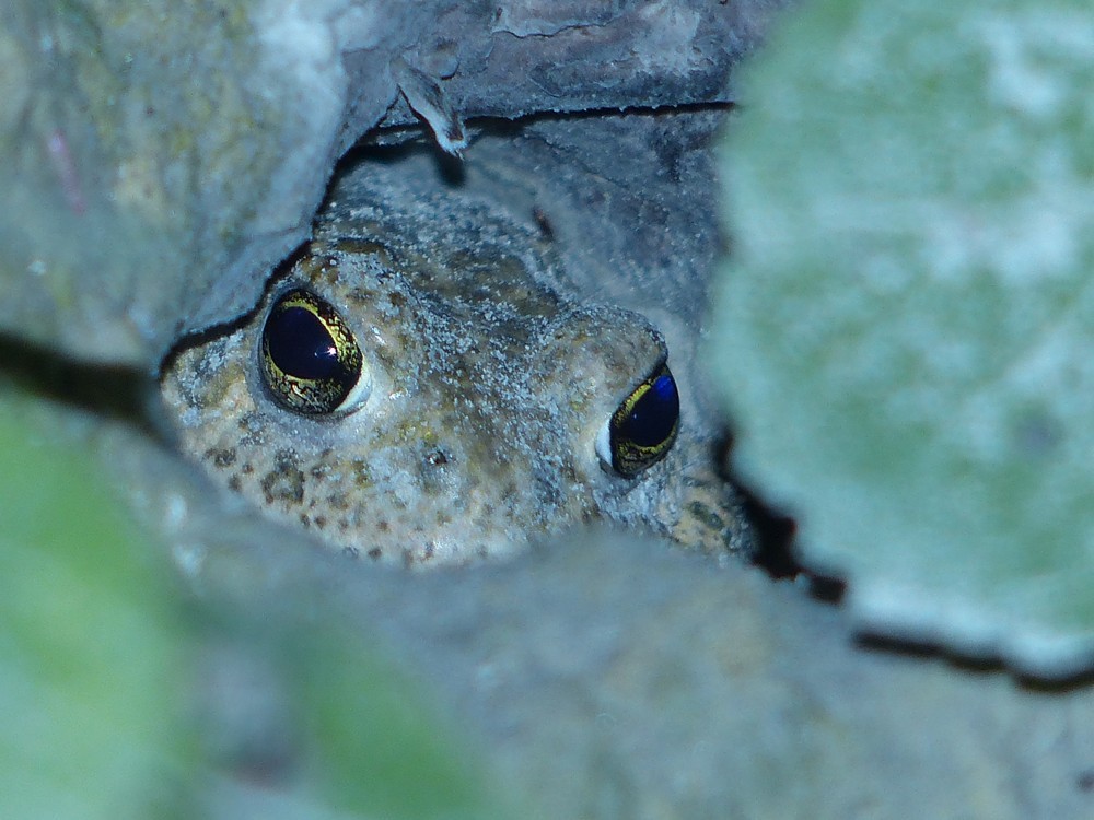 Kreuzkröte im Versteck (Mausloch)