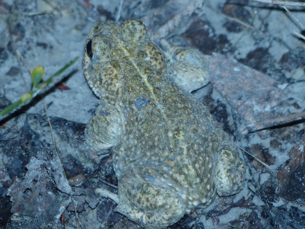 Kreuzkröte am Teichrand