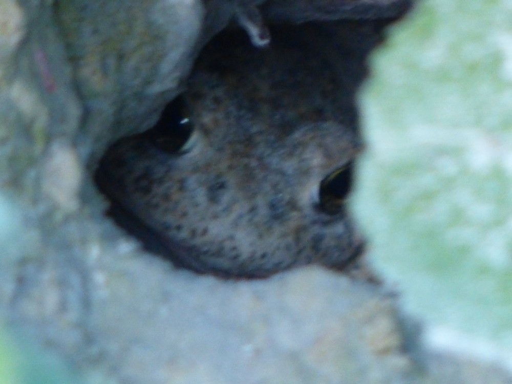 Kreuzkröte im Versteck (Mausloch)