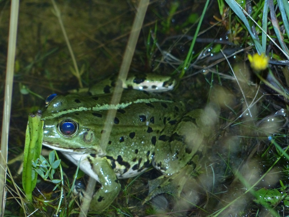 Grünfrosch am Teichrand