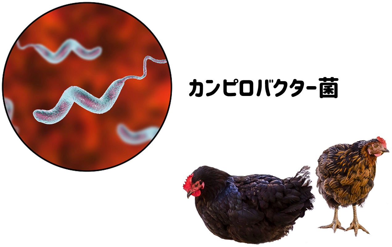 細菌性腸炎 茨木市の小児科 はら小児科クリニック