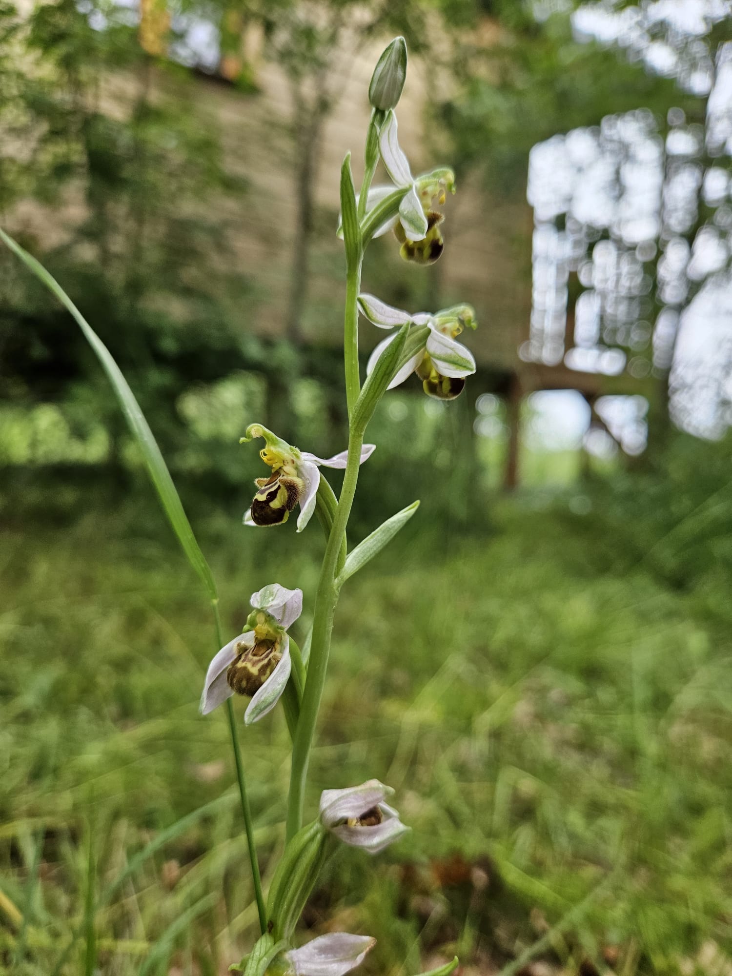 orchidée sauvage