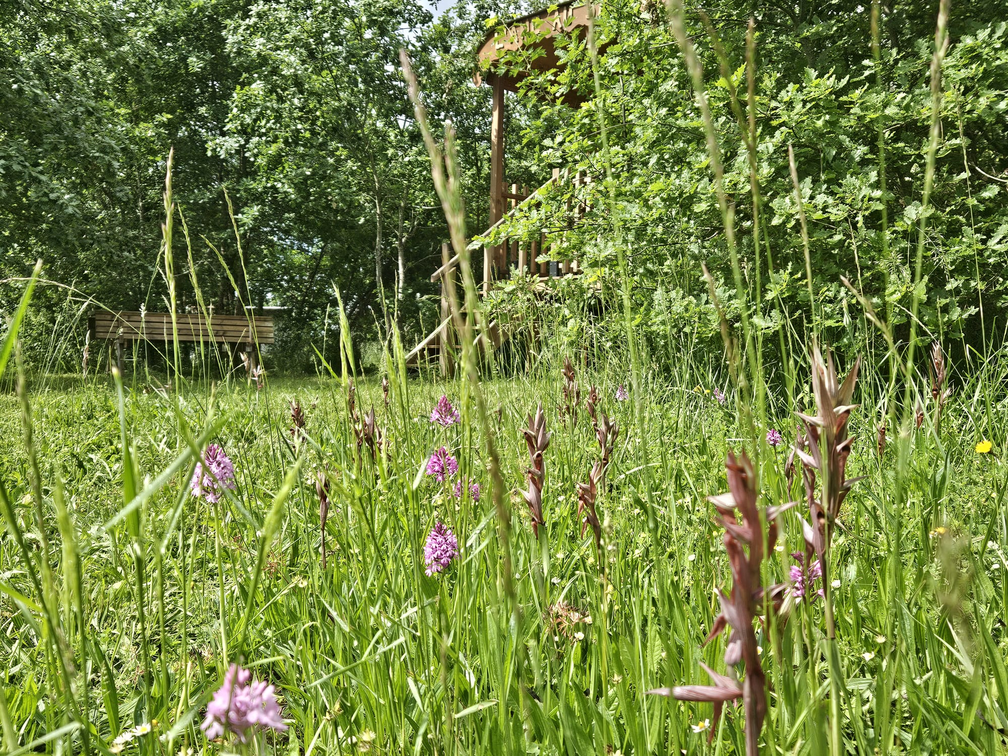tapis d'orchidées autour de la roulotte