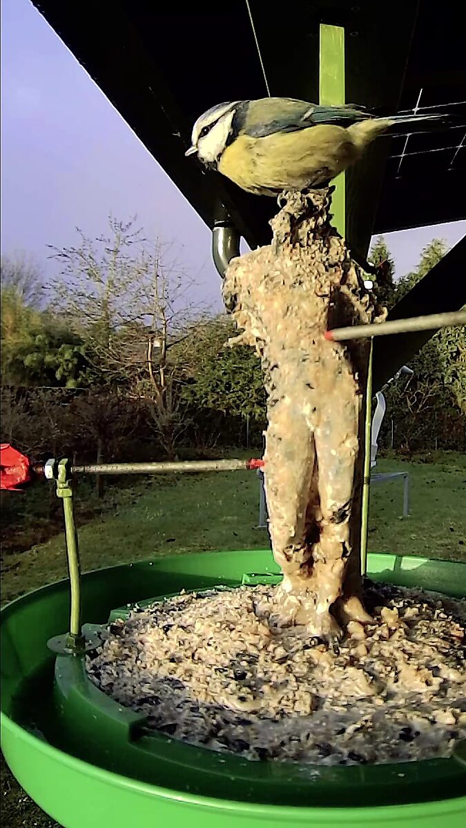 St Sebastian Birds No.1 — videostill waarin een pimpelmees bovenop een kleine menselijke figuur zit die volledig met vogelvoer bedekt is.