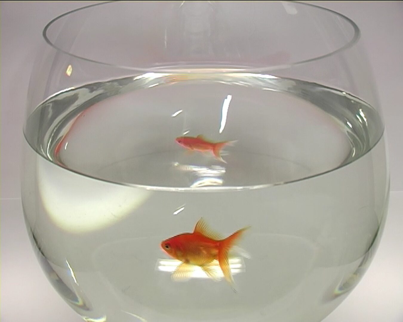 Beweging en verstilling — Goudvis in vier minuten — videostill waarin twee posities van de goudvis zichtbaar zijn in dezelfde glazen kom, één centraal en een tweede hoger in het water.