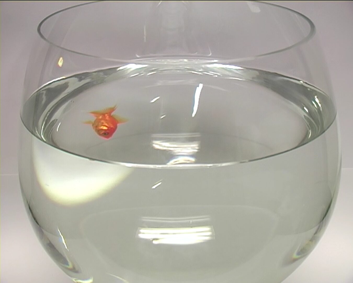 Beweging en verstilling — Goudvis in vier minuten — videostill waarin een goudvis dicht bij de linkerzijde van de ronde glazen kom zwemt terwijl het grootste deel van het wateroppervlak leeg blijft.