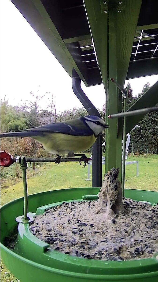 St Sebastian Birds No.1 — videostill waarin een pimpelmees op een metalen stang van een voederinstallatie zit naast een met vet en zaden bedekte kleine menselijke figuur.