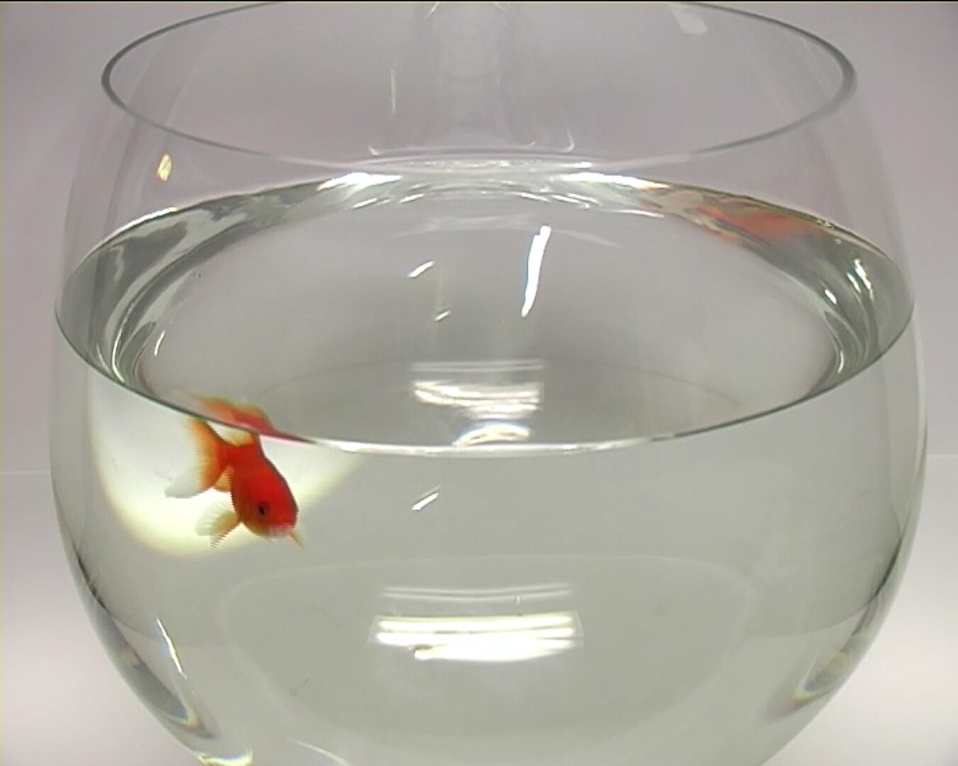 Beweging en verstilling — Goudvis in vier minuten — videostill waarin één goudvis links in een ronde glazen kom met helder water zwemt; de rest van de kom blijft leeg en transparant.