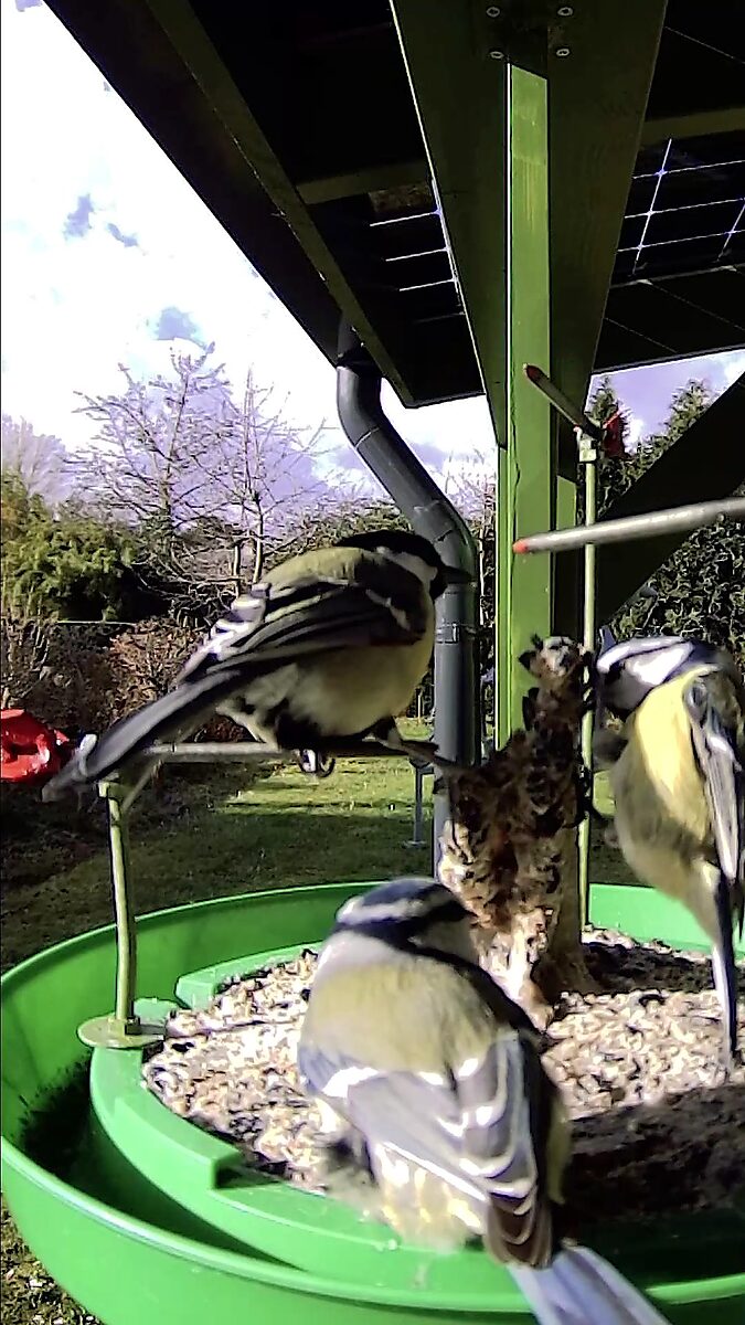 St Sebastian Birds No.1 — video still in which several blue tits gather around a small figure covered with fat and seeds on a feeding installation and eat from it.