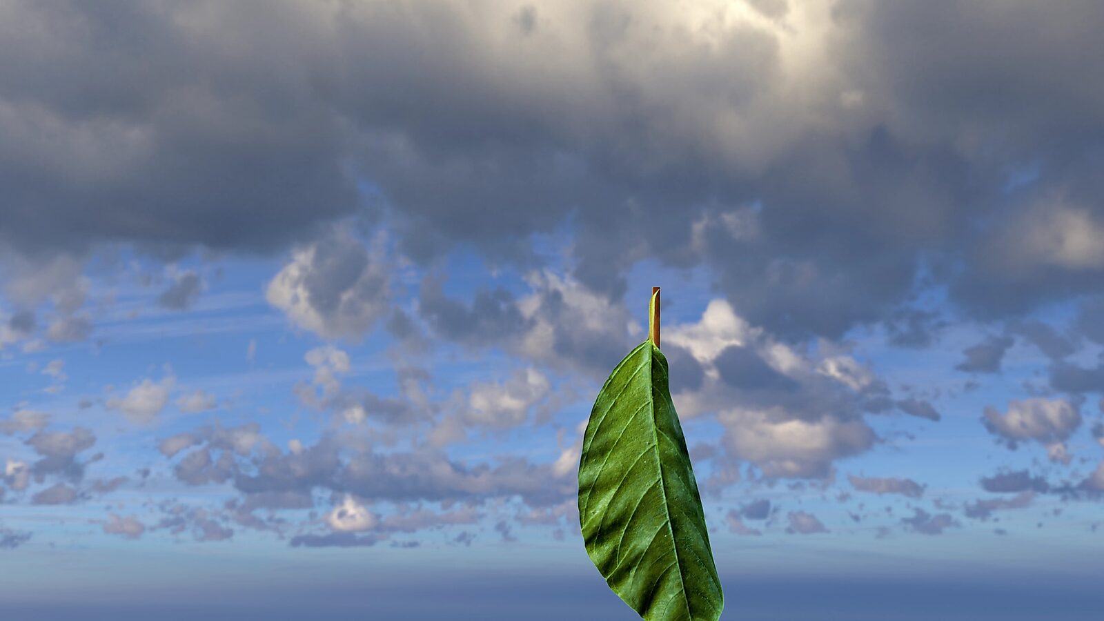 Virtual Transformation — Farewell Nature: video still from a 3D animation; the leaf turns vertically along the stick and appears to lose its function, reduced to an abstract form.