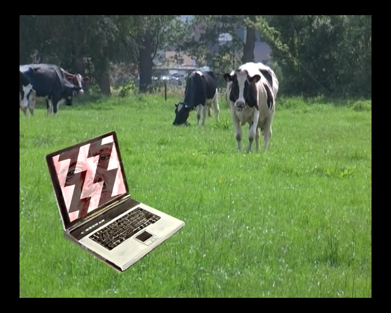 Levend canvas — Koeien scannen voor de volgende revolutie — videostill waarin een laptop met een gezicht op het scherm in een weiland staat terwijl koeien in de achtergrond grazen.