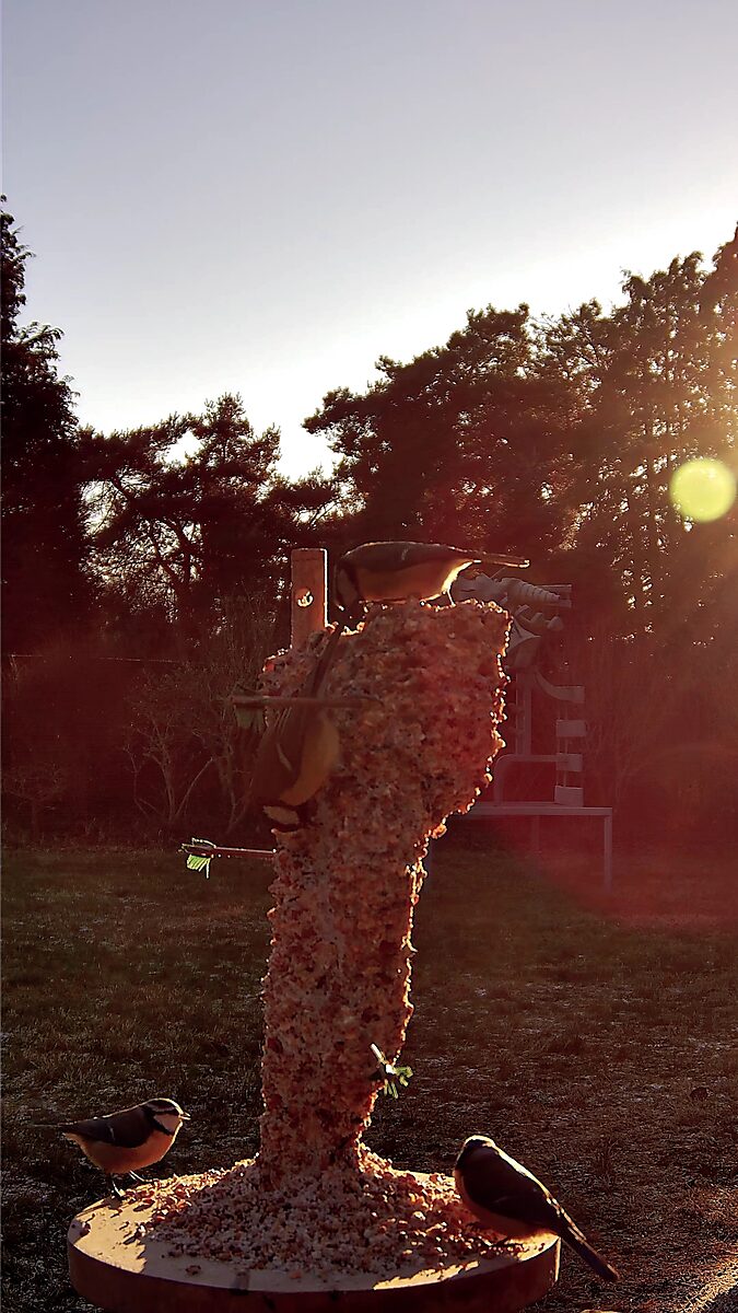 St. Sebastian with Birds No. 2 — video still of the sculpture of St Sebastian completely covered with birdseed while birds search for food around the base and the figure in low sunlight.