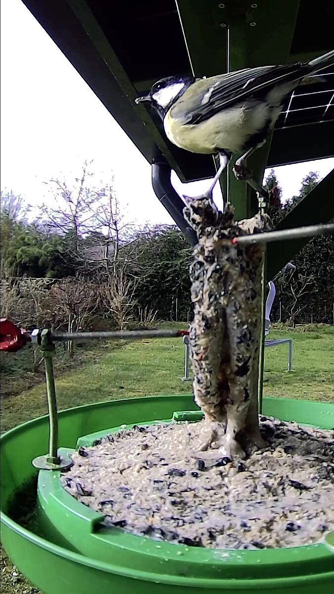 St Sebastian Birds No.1 — video still in which a blue tit lands on the head of a figure covered with fat and seeds and pecks for food.