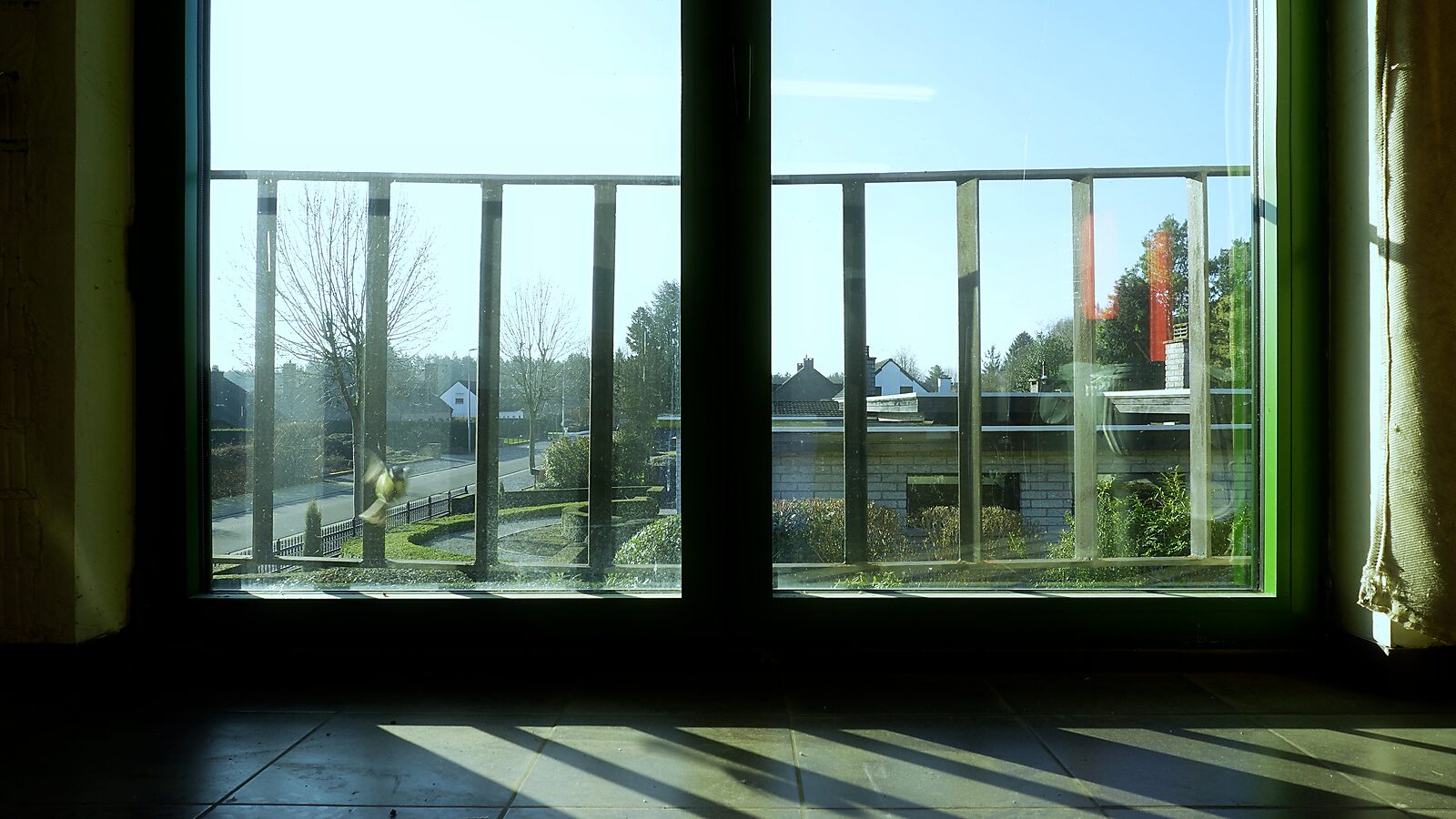 The Ornithologist — video still showing a view through a window onto a residential area, with a small bird sitting on the windowsill.