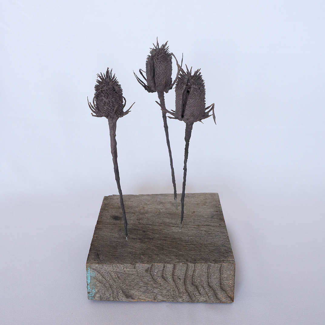 Dipsacus (Wilde Karde) | schwarzes Porzellan