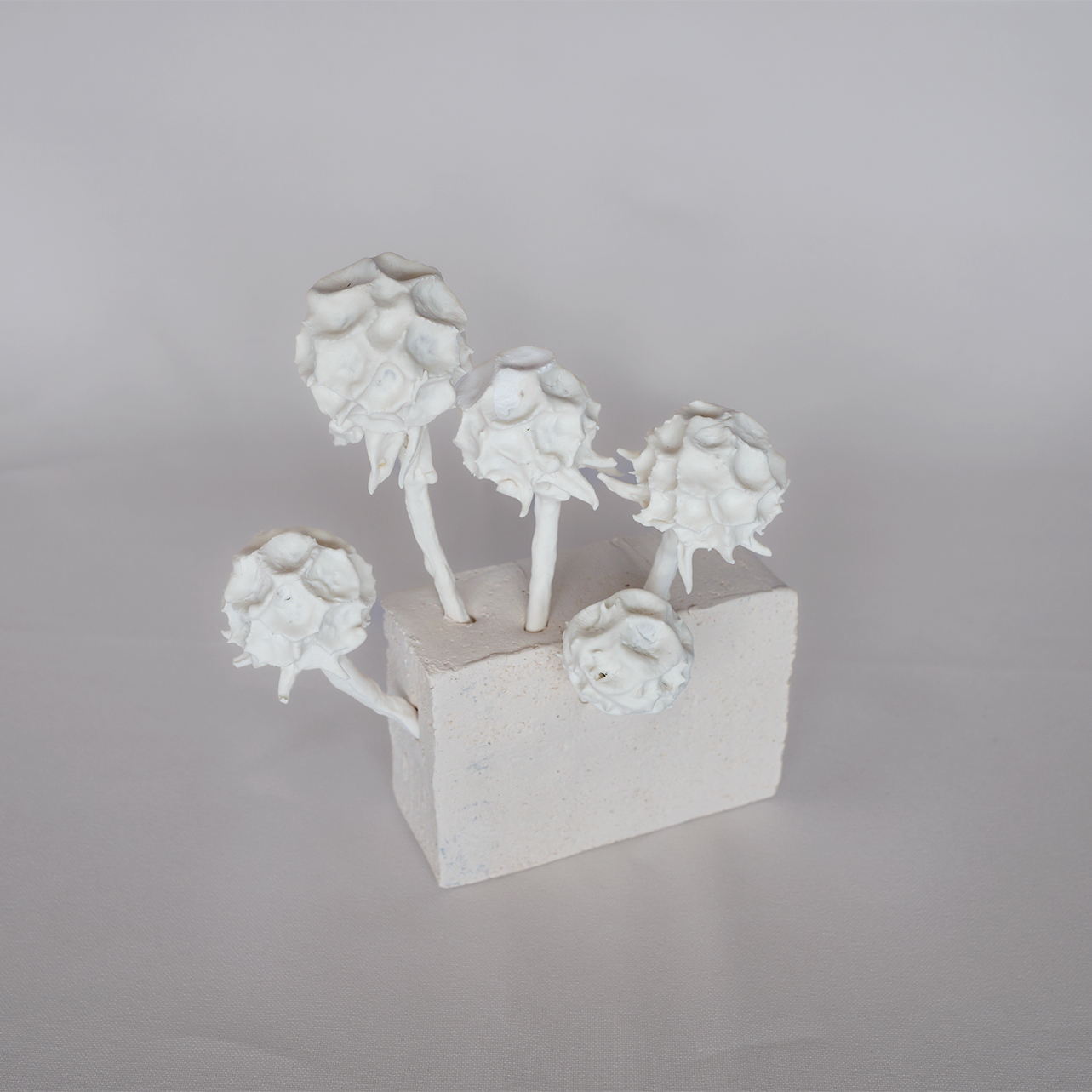 Compacta Scabiosa (Sternskabiose) | Porzellan