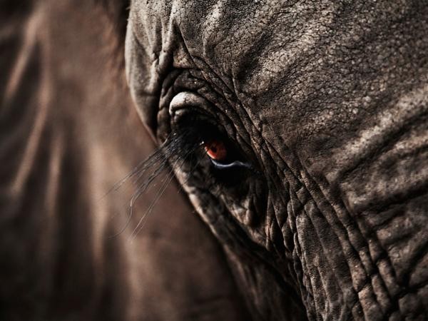ELEFANT / Elefante (Parque Nacional Kruger, Sudáfrica)
