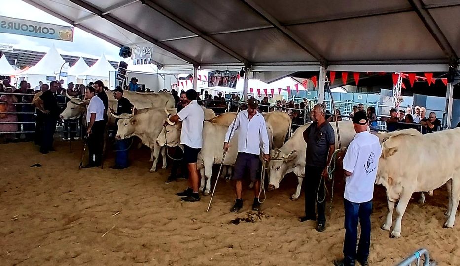 Super, les lourdaises défilent sur le ring 
