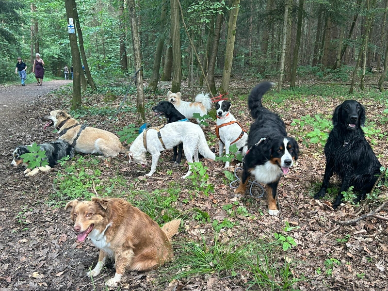Hundetreff Gluckliche Schnauzen Dormitz