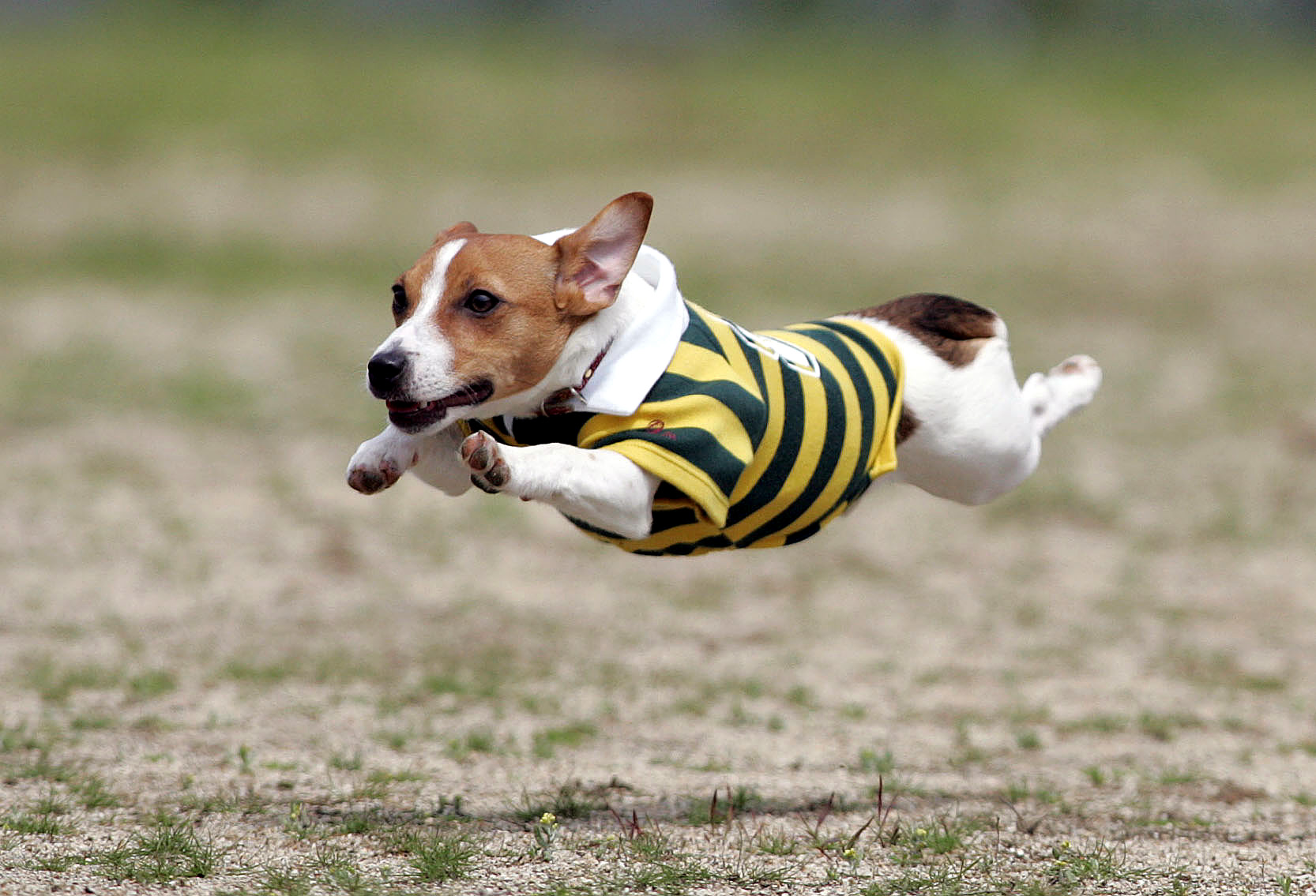飛行犬 とは 元祖飛行犬写真家的場信幸 飛行犬カメラマン 南あわじ飛行犬撮影所