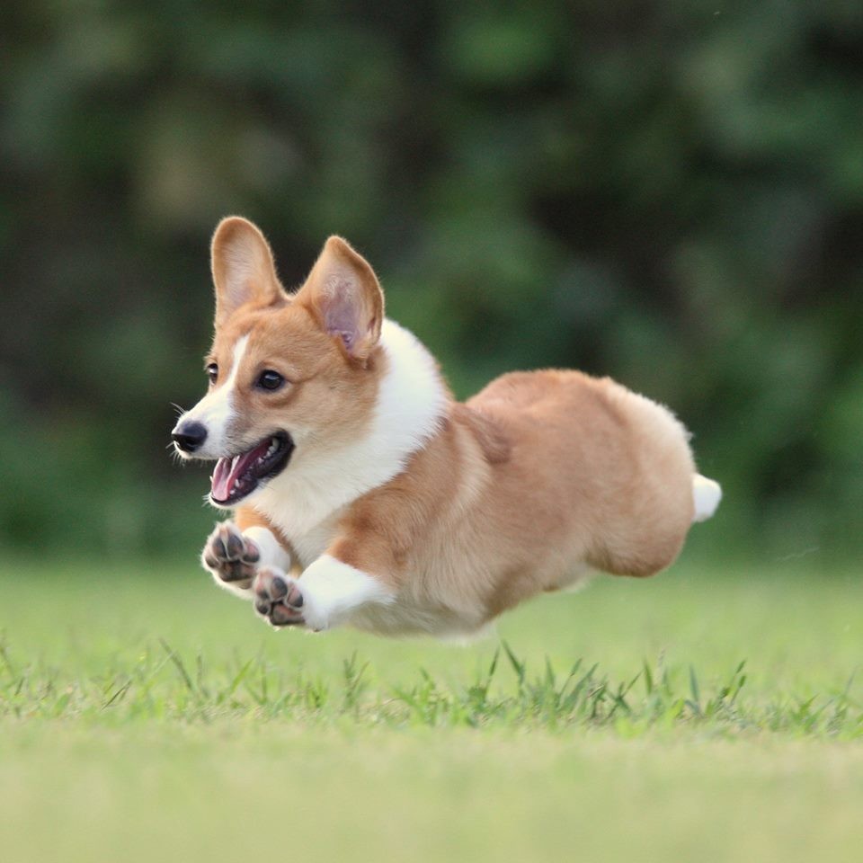 飛行犬 生みの親 飛行犬カメラマン的場信幸 公式サイト 元祖飛行犬写真家的場信幸 飛行犬カメラマン 南あわじ飛行犬撮影所