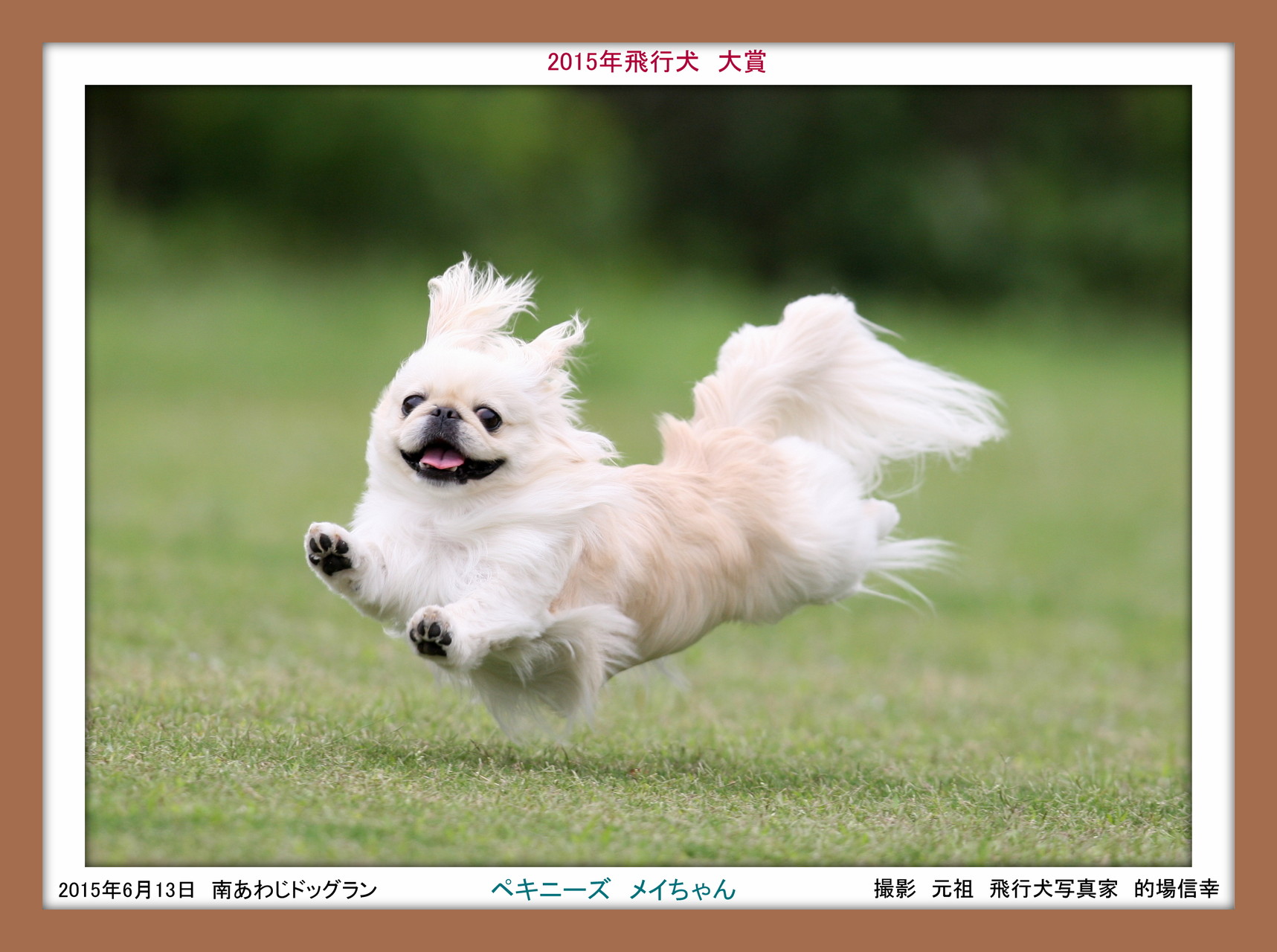 飛行犬 生みの親 飛行犬カメラマン的場信幸 公式サイト 元祖飛行犬写真家的場信幸 飛行犬カメラマン 南あわじ飛行犬撮影所