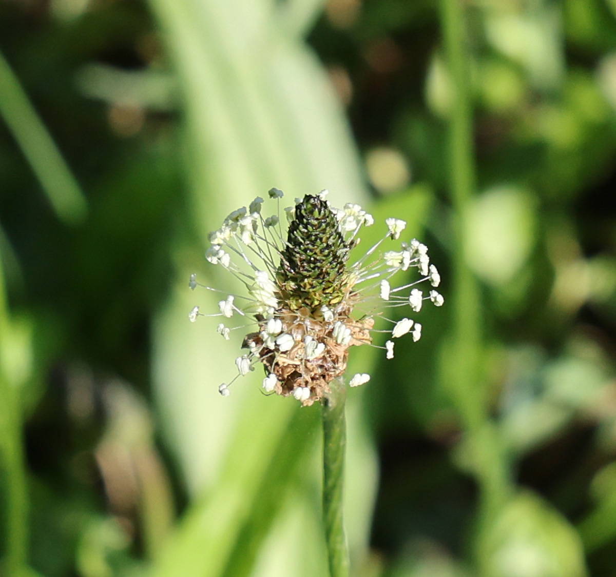 Wegeriche - trittfest und blutstillend
