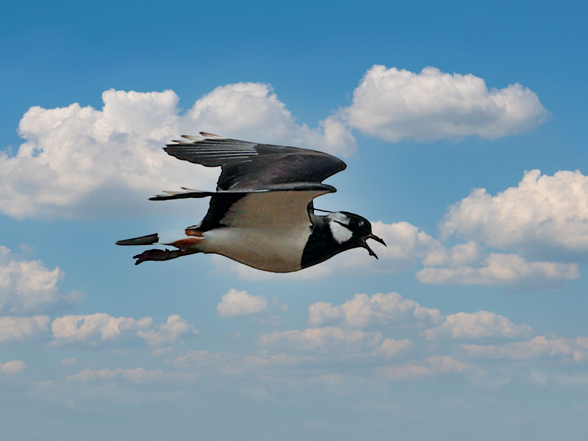Kiebitz zum Vogel des Jahres 2026 gekürt