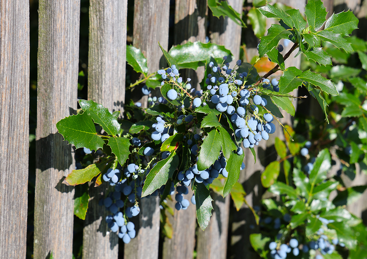 Neophyt Mahonie: Das ganze Jahr über ein toller Farbtupfer im Garten