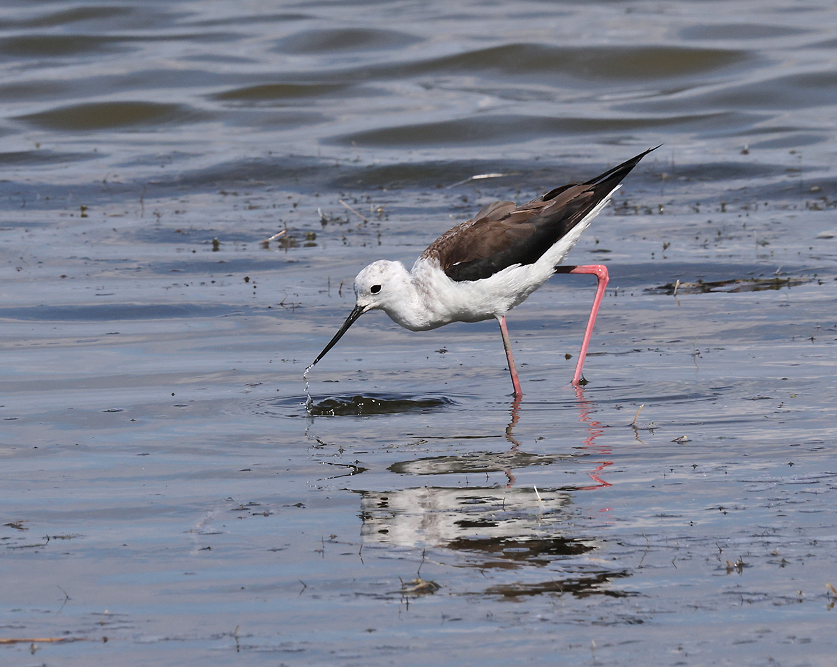 Stippvisite im Seewinkel: Lacken führen Wasser