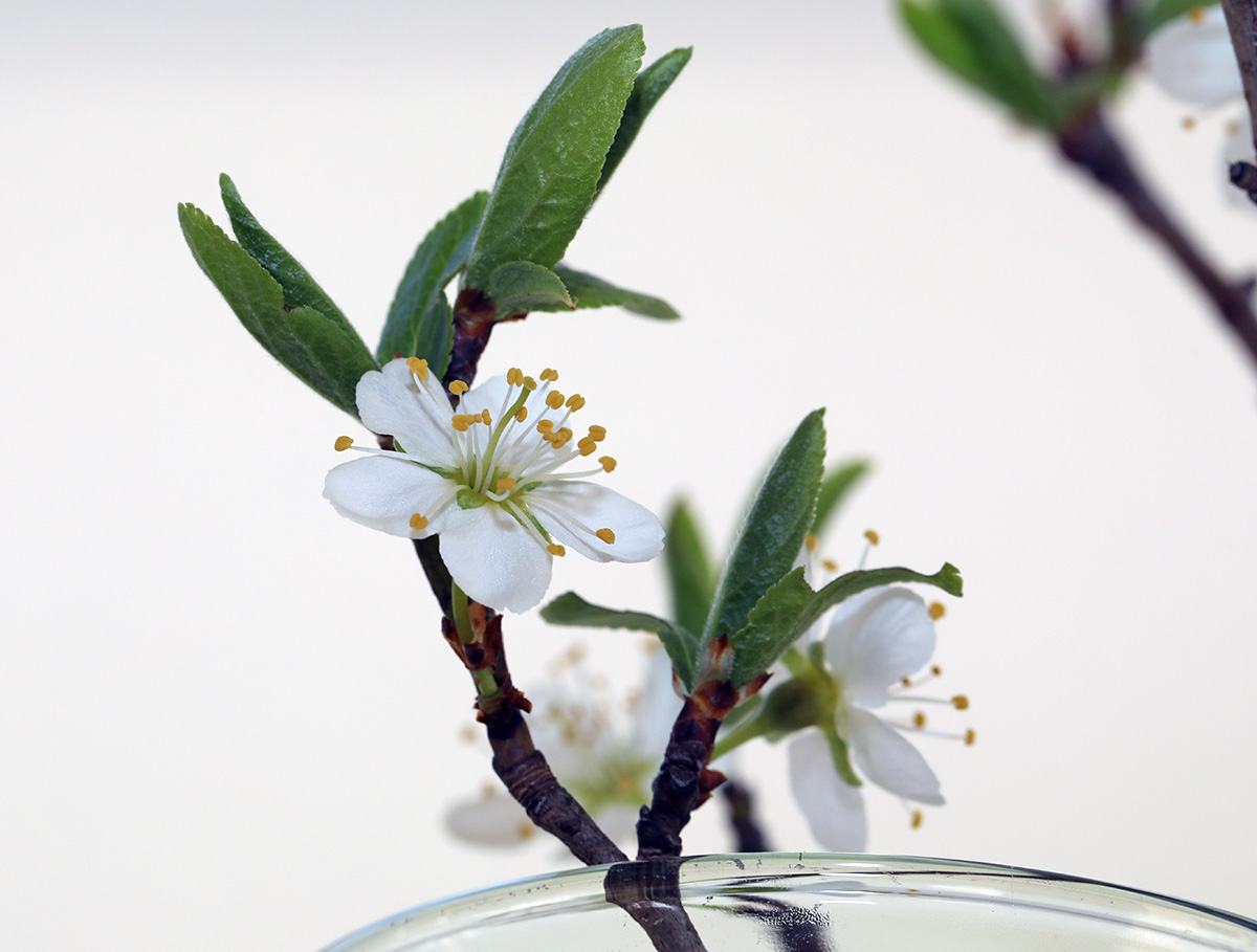 Tipp für Barbarazweigerl: Einfrieren