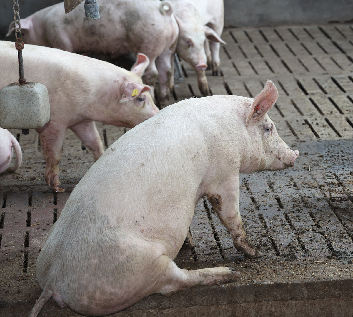 Welttierschutztag: Gewaltige Unterschiede in der Tierhaltung und auch bei Wildtieren