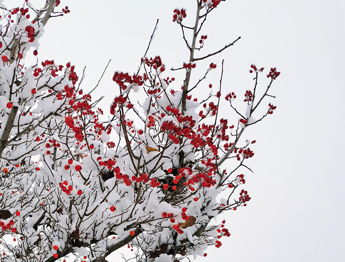 Prachtvoller Winter durch nützliche Pflanzen