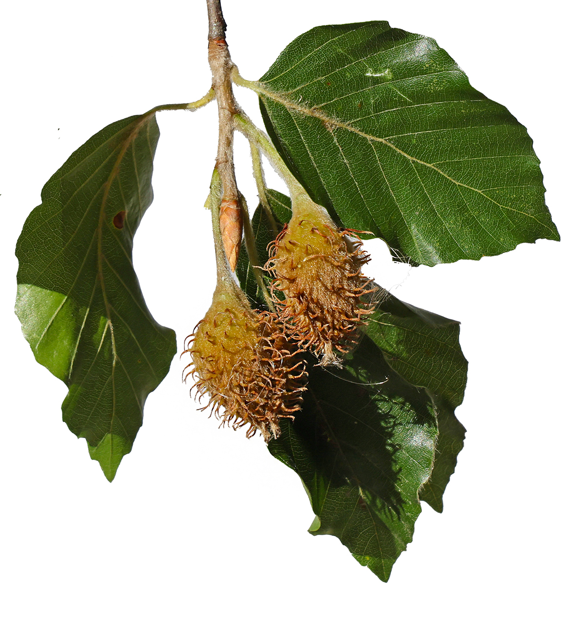 Rotbuche - ein gewaltiger Baum