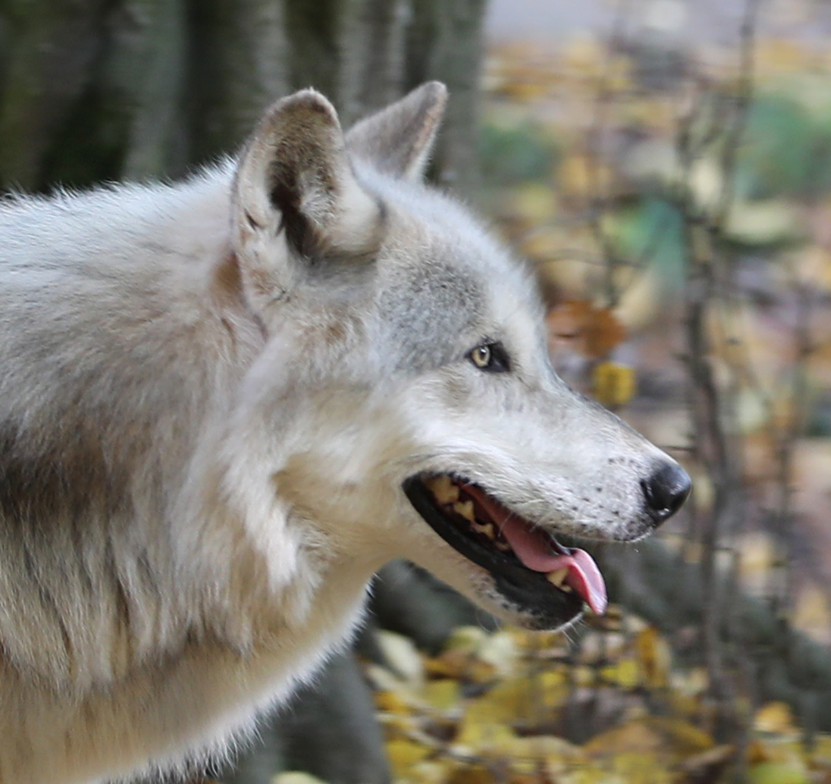 EU hat Wolf-Status gesenkt - richtig oder falsch?