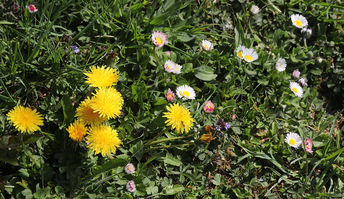 "Hingucker" im Garten und der Gartenwiese Horner