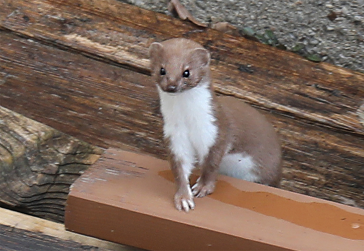 Mauswiesel Tier des Jahres 2026