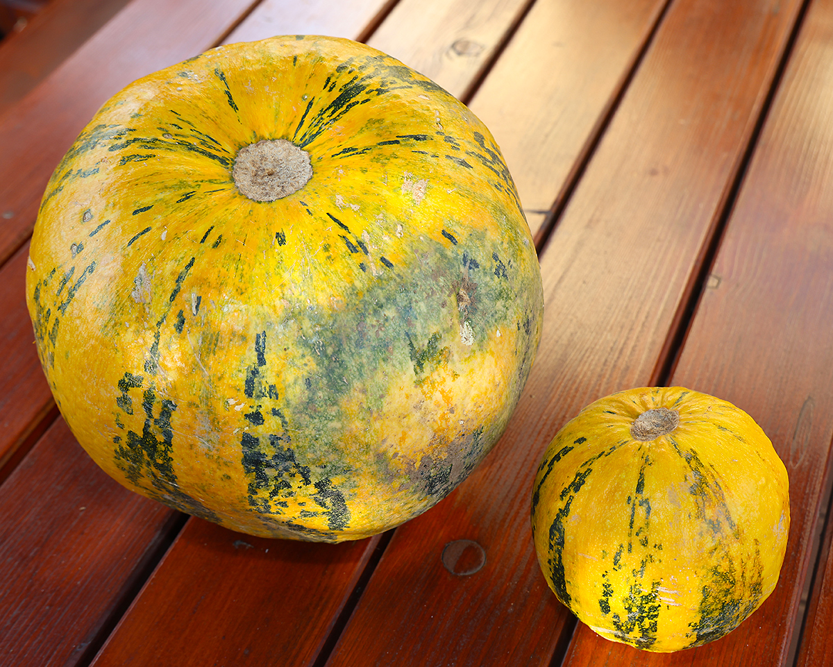 Ölkürbisse: Die Wassermenge bestimmt die Größe