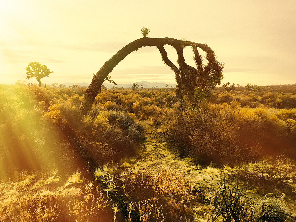 JOSHUA TREE DESERT