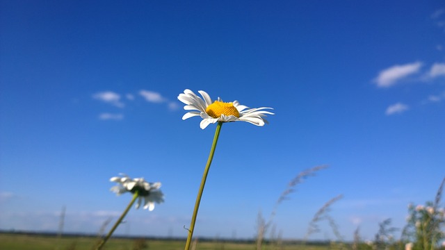 Deux marguerites blanches sur fond de ciel bleu