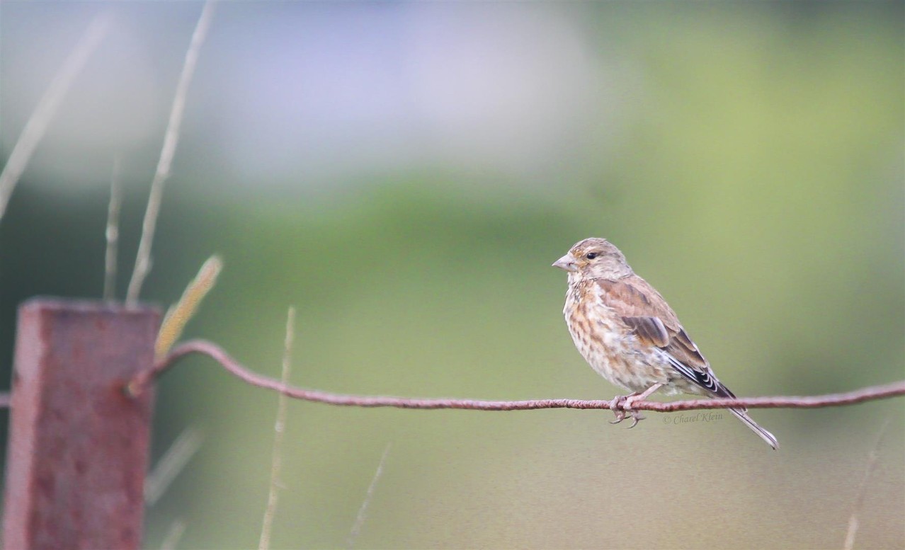 Common Linnet   (Carduelis cannabina) -- Luxembourg