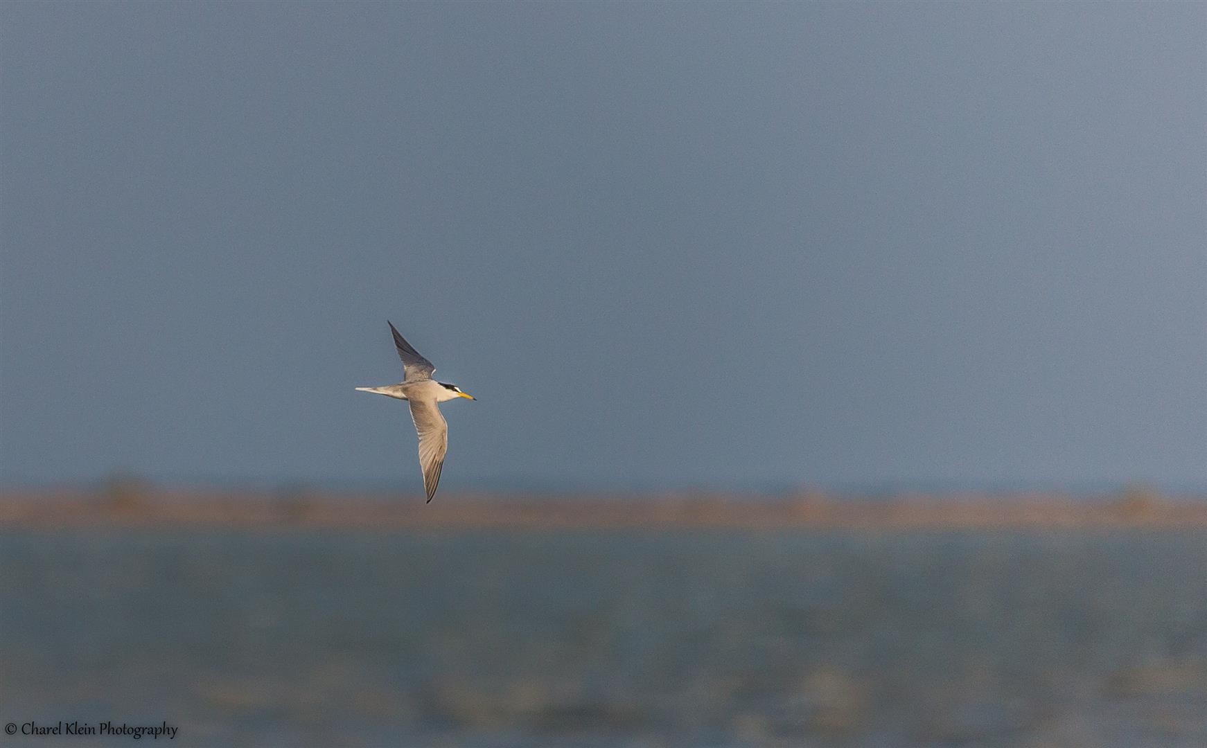 Little Tern (Sternula albifrons) -- Birdingtrip Turkey -- May 2015