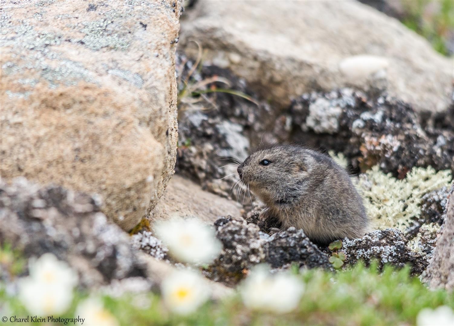 Northern Collared Lemming Charel Klein Photography