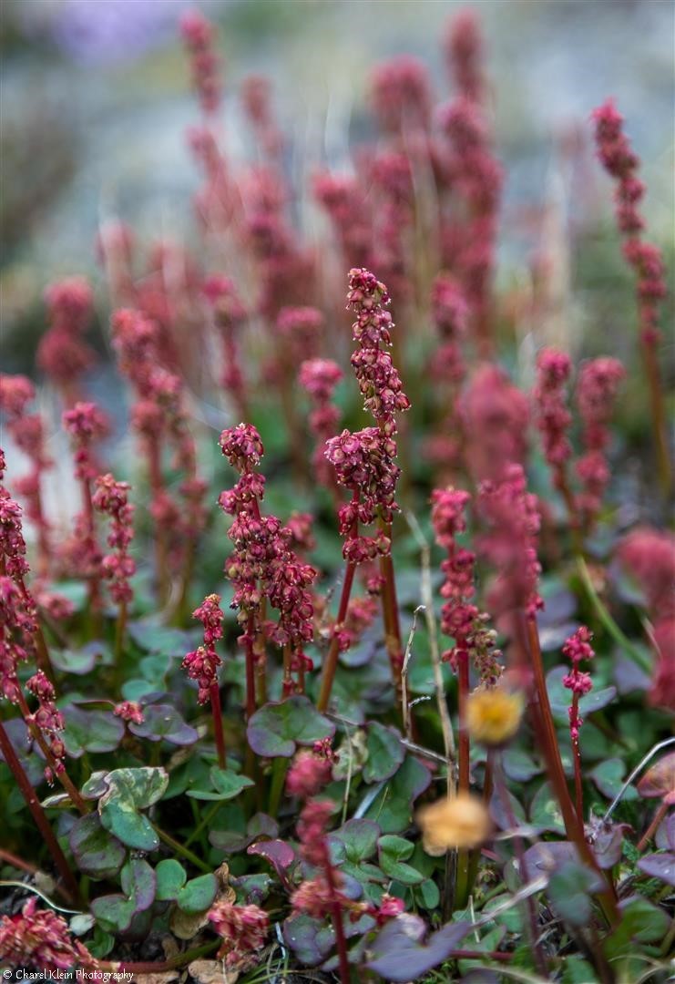 Arctic flowers