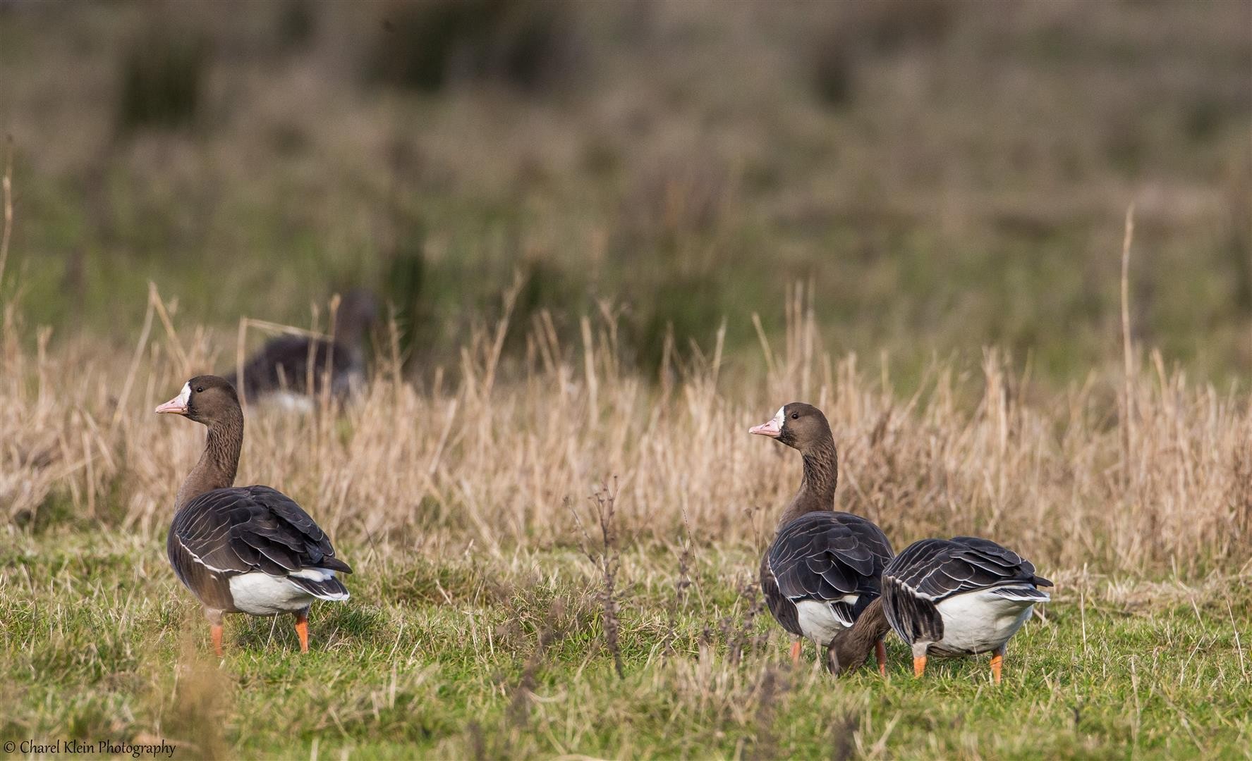 Greater White-fronted Goose (Anser albifrons) + (spp. flavirostris) --  Zeeland / Netherlands -- December 2014