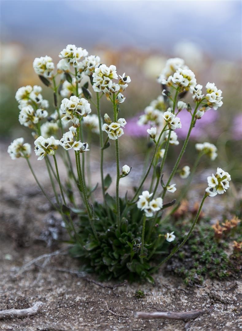 Arctic flowers